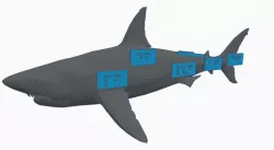 Braille Labels Tutorial #2: Shark
