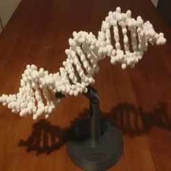 Folding DNA model kit no support necessary 