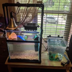 10 gal above tank basking area