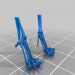 Cat Front Paws Skeleton