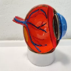 Human Eye model