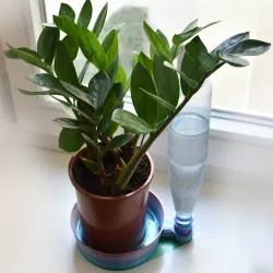 PET bottle plant autowaterer tray (customizable)