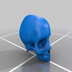 Human Skull