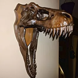 Trophy Mount for T-Rex Skull from the Leo Burton Mount