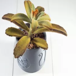 2019 Halloween Succulent Planter
