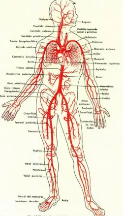 Circulatory System