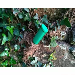 Ivy Killer