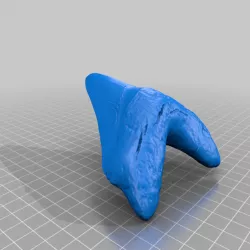 Megalodon Tooth