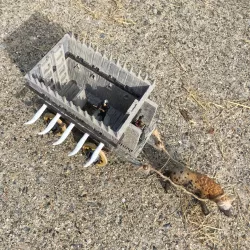 Orc Battle Wagon