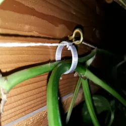 Simple o-ring for leading creeper plants