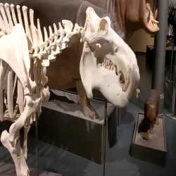 hippo skeleton Nilpferd-Skelett