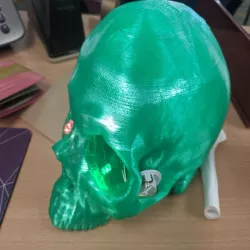 Skull CT Scan w/ Brain Cavity