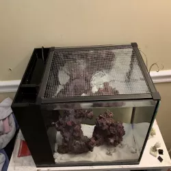 Aquarium Screen Top Corner
