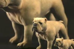 bulldog