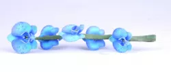 Butterfly orchid