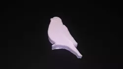 Canary bird