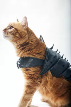 CAT ARMOR