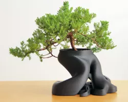 gCreate Bonsai Root Planter