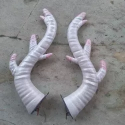 Horn Dragon
