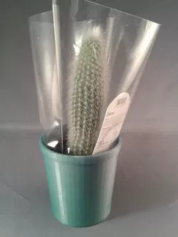 Printable Plant Pot