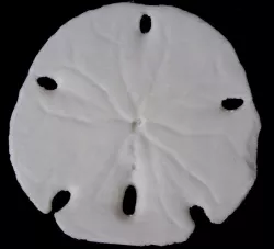 Sand Dollar
