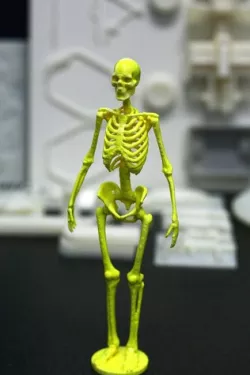 Skeleton Display