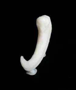 Velociraptor dinosaur claw
