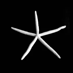 Blue Sea Star