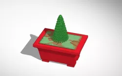 bonsai pine tree