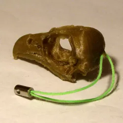 Eagle (Osprey) Skull