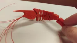 Flexi Shrimp