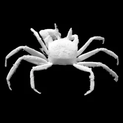 Ghost Crab