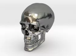 Human Skull
