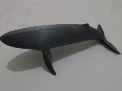 Humpback Whale