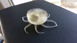 Jellyfish