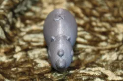 Rhinoceros (Nikoss'Animals)