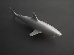 Shark