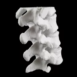 Vertebral Column