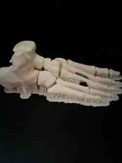 Anatomical Model_Foot