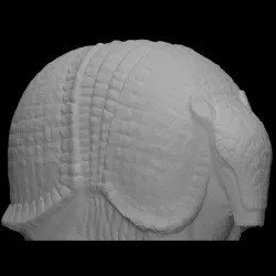 Armadillo