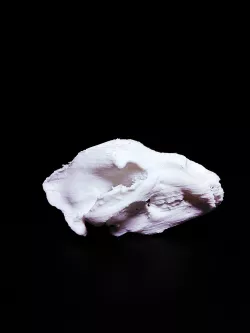 Brown Bear Skull