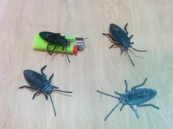 Cockroach