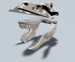 Exploded T-Rex Skull