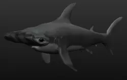 Hammerhead Shark