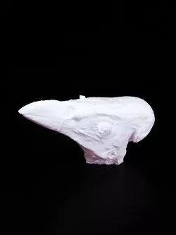 Maleo head