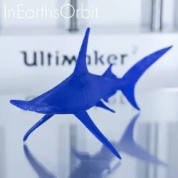 Organic Hammerhead Shark