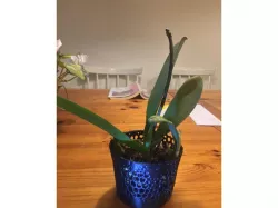 Small Orchids Pot (3.3 inch)