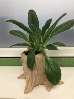 Tree Stump Planter