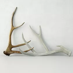 Deer Antlers 3D model