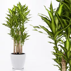 dracaena2 3D model